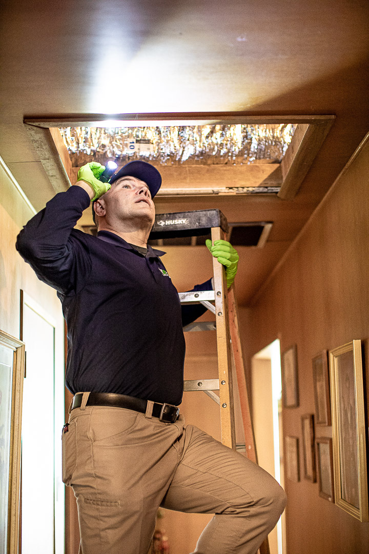 DePests technician inspecting attic access point for rodent exclusion sealing