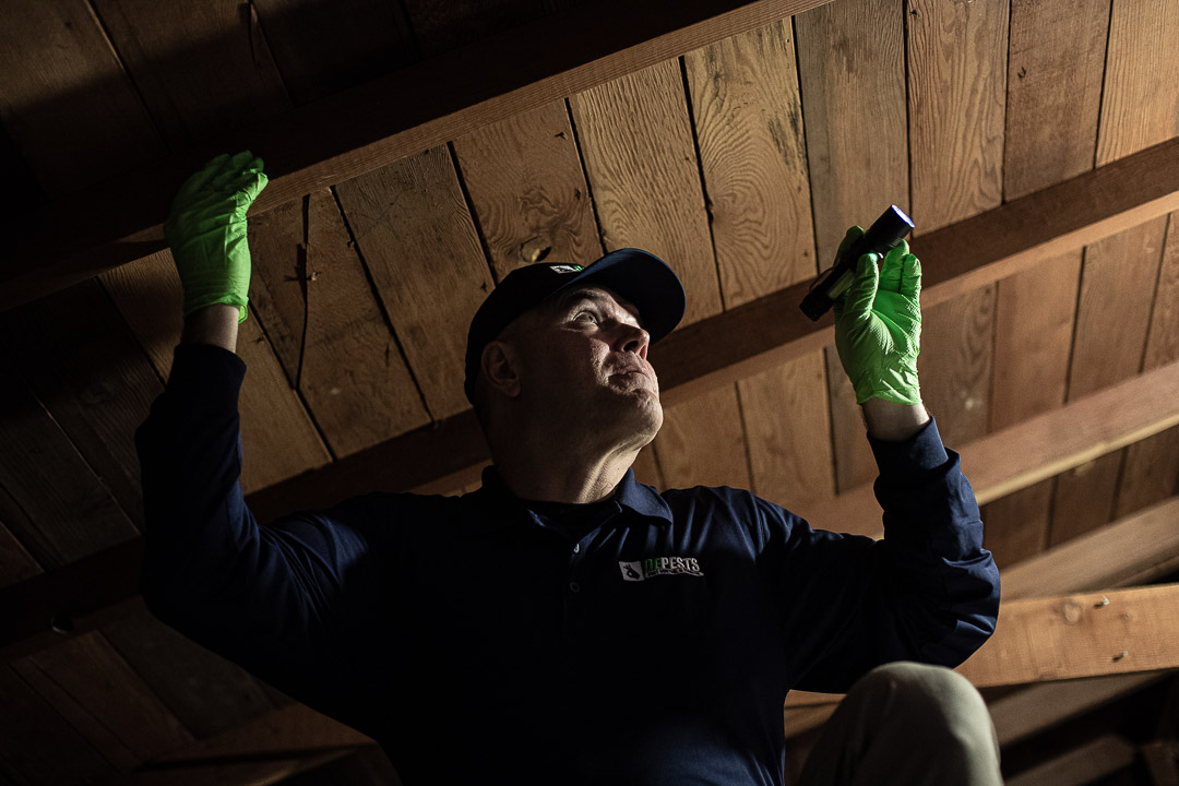 DePests technician inspecting attic wood framing for drywood termite activity